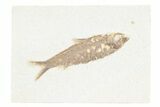 Detailed Fossil Fish (Knightia) - Wyoming #361071-1
